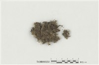 藏品(孔雀苔屬)的圖片